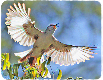 Fearless Mockingbird Sing - by Sassy Galaxy Art